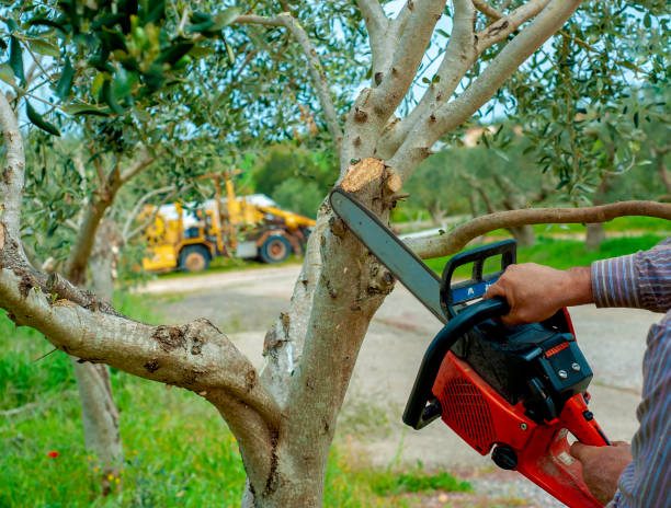 Best Tree Root Removal  in USA